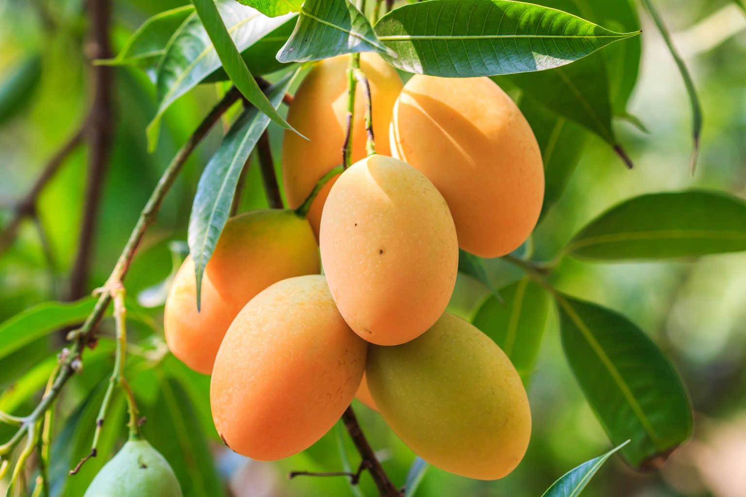 mango1